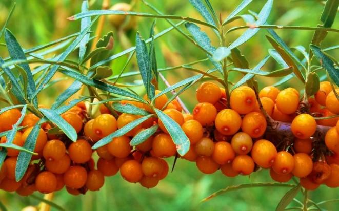 沙棘果 搜狗百科 