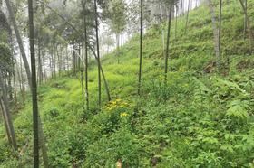 小小一袋黄精，居然培育了8年之久？