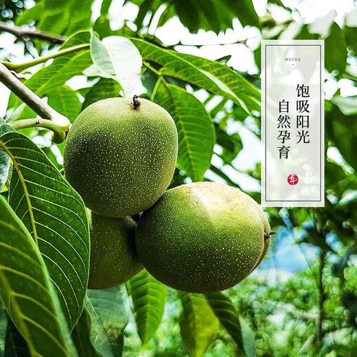 巫溪高山地区山核桃 商品图2