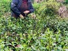 新茶|2025年 商品缩略图6