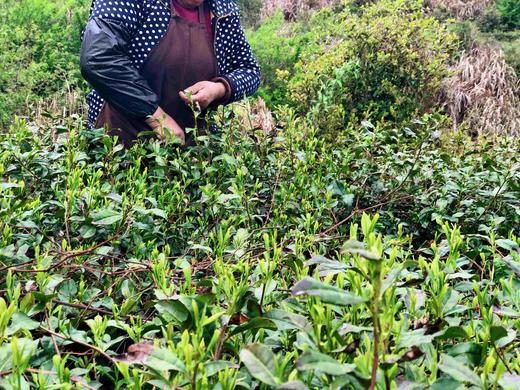 新茶|2025年 商品图6