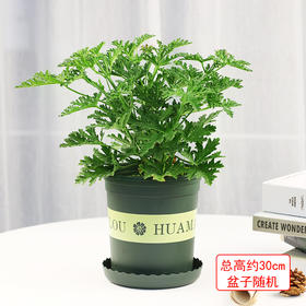 驱蚊草盆栽-香叶天竺葵植物驱蚊香草室内驱蚊防蚊植物