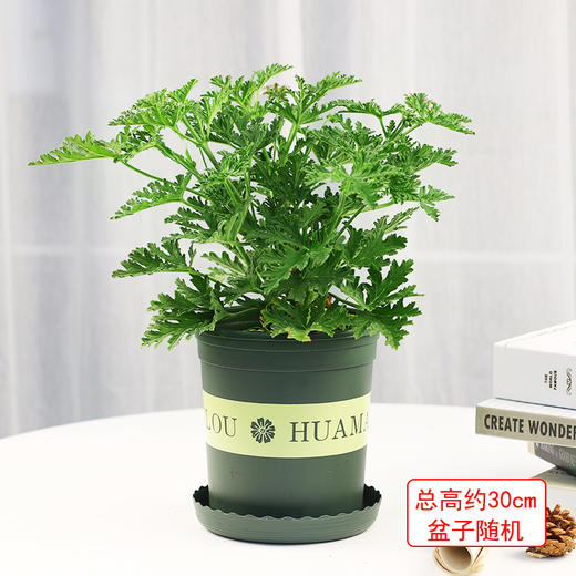 驱蚊草盆栽-香叶天竺葵植物驱蚊香草室内驱蚊防蚊植物 商品图0