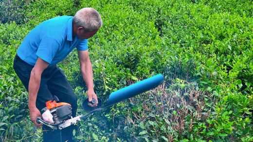 新茶|2025年 商品图4