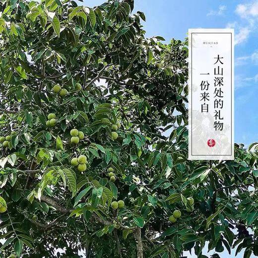 巫溪高山地区山核桃 商品图3