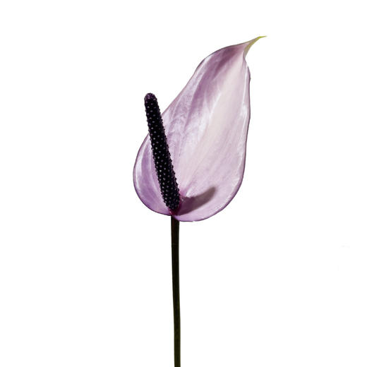 掌 | 普利维亚「轻微瑕疵不售后」 商品图0