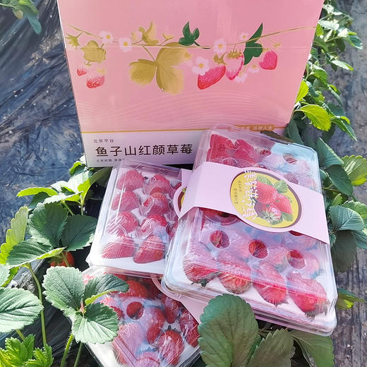 鱼子山红颜草莓 小可爱来啦  产地直发 单件包邮 商品图3