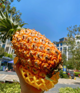 【八方】海南凤梨