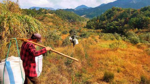 新茶|2025年 商品图3