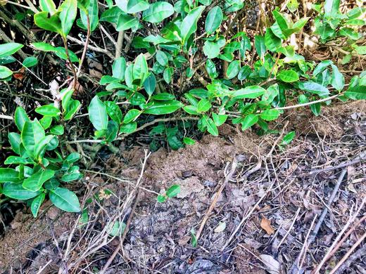 新茶|2025年 商品图9