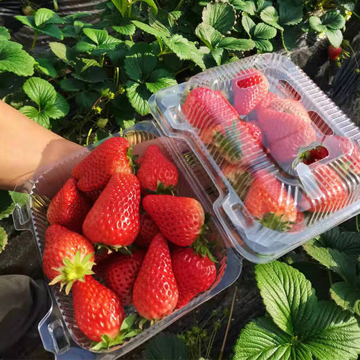 鱼子山红颜草莓 小可爱来啦  产地直发 单件包邮 商品图2