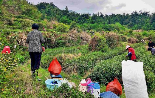 新茶|2025年 商品图5