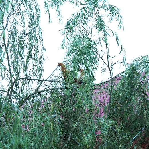 【下单后48小时左右发货】安徽 300天/500天 老母鸡 2.5斤装左右/只 商品图2