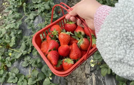 白鹤红颜草莓 商品图0