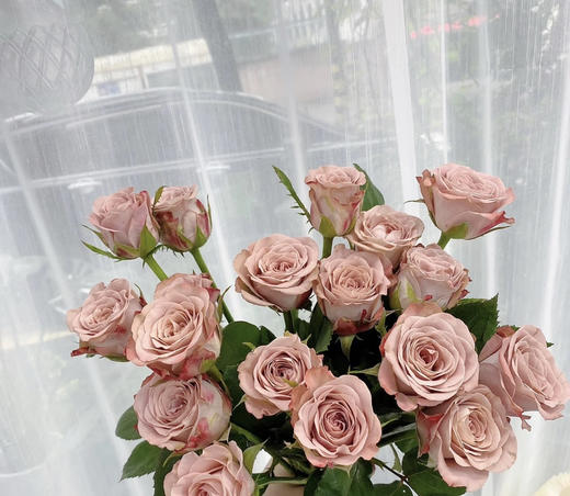 【昆明玫瑰】卡布奇诺  19-20支/扎  约70公分 商品图10