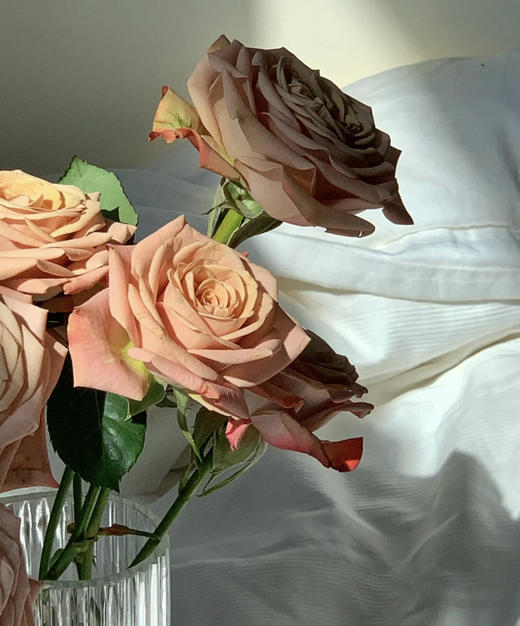 【昆明玫瑰】卡布奇诺  19-20支/扎  约70公分 商品图7