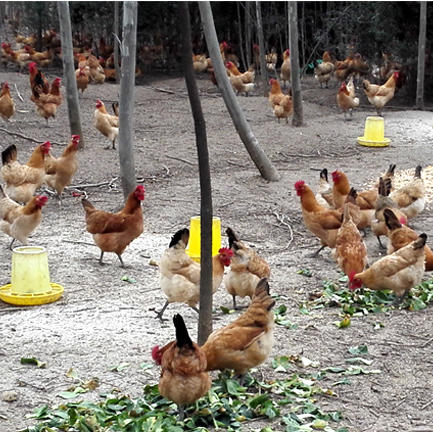 【下单后48小时左右发货】安徽 150天青年公鸡 2.5斤装左右/只 商品图2