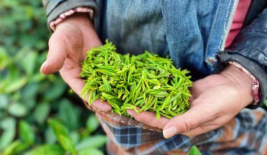 新茶|2025年 商品图0