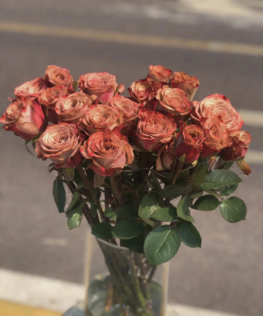 【昆明玫瑰】卡布奇诺  19-20支/扎  约70公分 商品图0