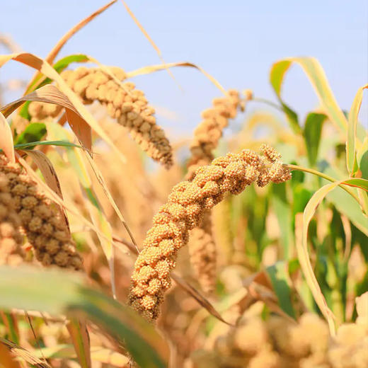 【25年新米上市】【内蒙古契丹有机小米】中国地理标志产品 唯一蒙字号 来自大自然的馈赠 赤峰有机黄小米 “世界小米之乡”养胃易消化，500g/包 商品图11