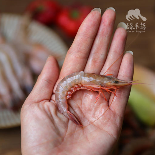 野生东山岛海虾| 合作生产 * Wild Dongshan Island Shrimps | Coproduction 商品图7