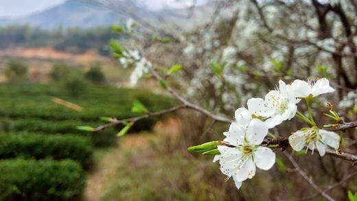 新茶|2025年 商品图2