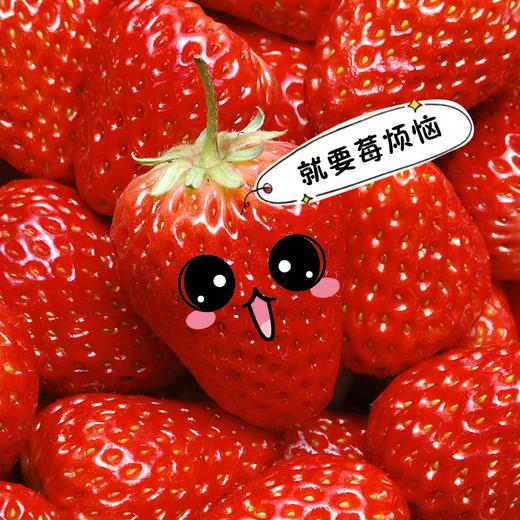 鱼子山红颜草莓 小可爱来啦  产地直发 单件包邮 商品图0