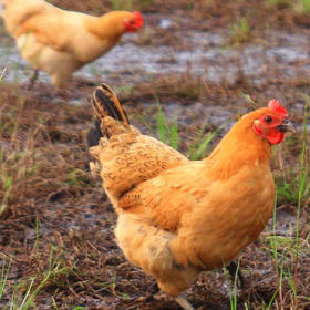 【下单后48小时左右发货】安徽 300天/500天 老母鸡 2.5斤装左右/只