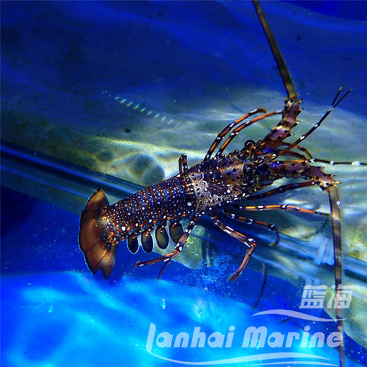 长足龙虾 商品图5