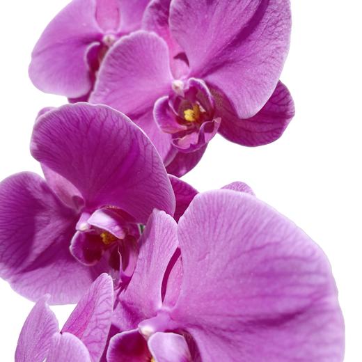 兰花 | 蝴蝶兰大辣椒（轻微瑕疵不售后，介意慎拍） 商品图0