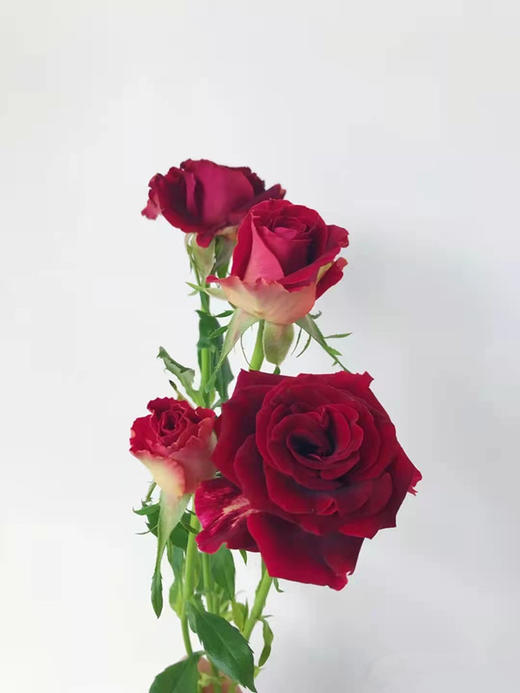 多头玫瑰紫罗兰特价a级