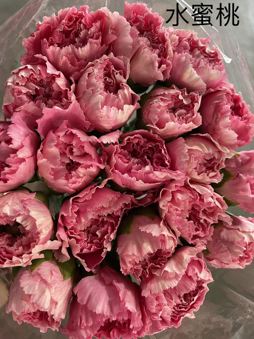 国产康乃馨水蜜桃小桃红1820支扎