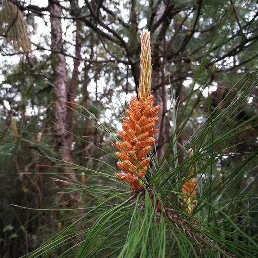 【野生松花粉】源自大山深处天然松花粉 干净无杂质/内服/外用/宝宝天然爽身粉痱子粉 商品图6