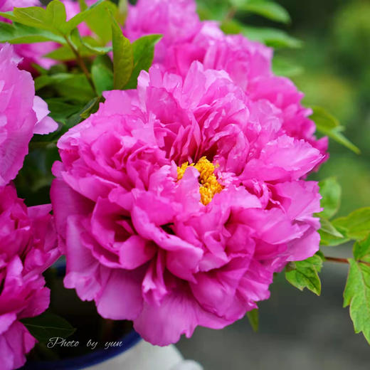 洛阳红牡丹花包开花不包邮