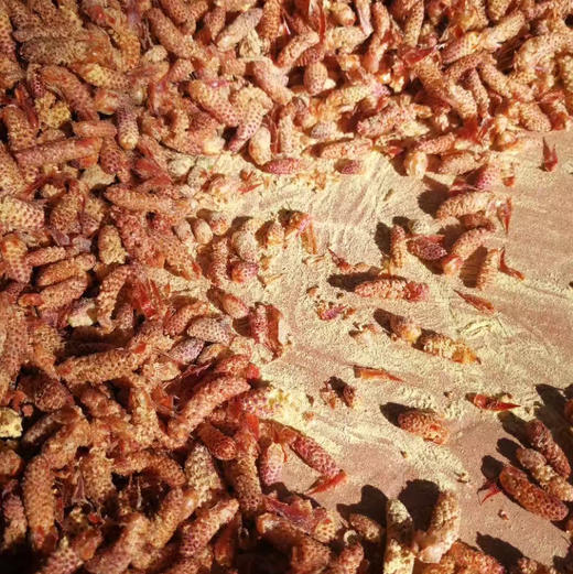 【野生松花粉】源自大山深处天然松花粉 干净无杂质/内服/外用/宝宝天然爽身粉痱子粉 商品图7