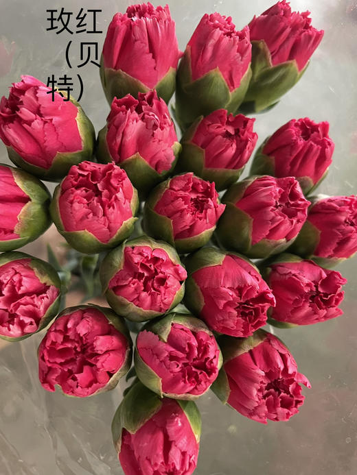 【国产康乃馨】玫红（桃红）贝特 18-20支/扎 商品图2