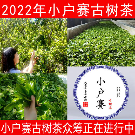 （众筹）2022年小户赛古树春茶 商品图0