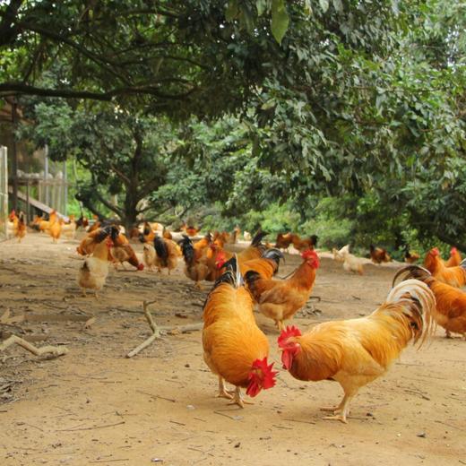 挑时生态无抗鸡 （2-2.5斤）150天跑山散养 0抗生素 0激素 商品图1