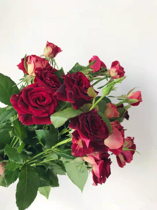 多头玫瑰紫罗兰特价a级