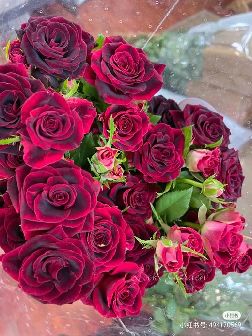 多头玫瑰紫罗兰特价a级