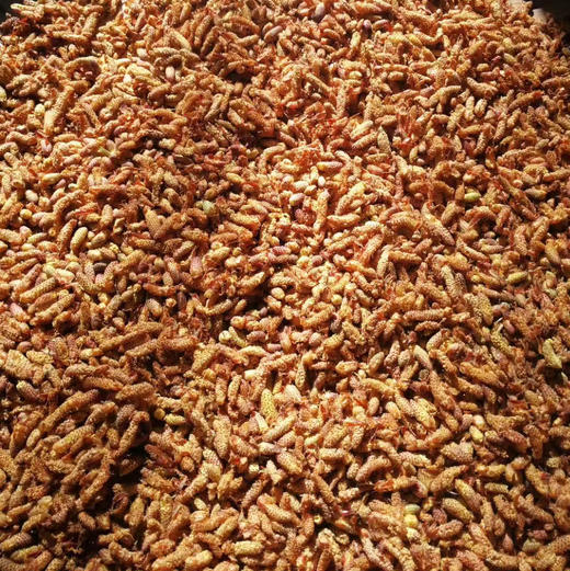 【野生松花粉】源自大山深处天然松花粉 干净无杂质/内服/外用/宝宝天然爽身粉痱子粉 商品图8