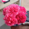 进口品种御前表演芍药花1支热卖 商品缩略图1
