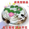旺季72小时发货【生长快】碗莲水培植物花卉室内花好养四季开花水养荷花盆栽客厅睡莲-W仓 商品缩略图0
