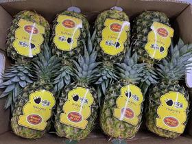 金钻凤梨，每箱8个，共23斤