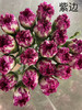 【国产康乃馨】紫边康  18-20支/扎 商品缩略图4