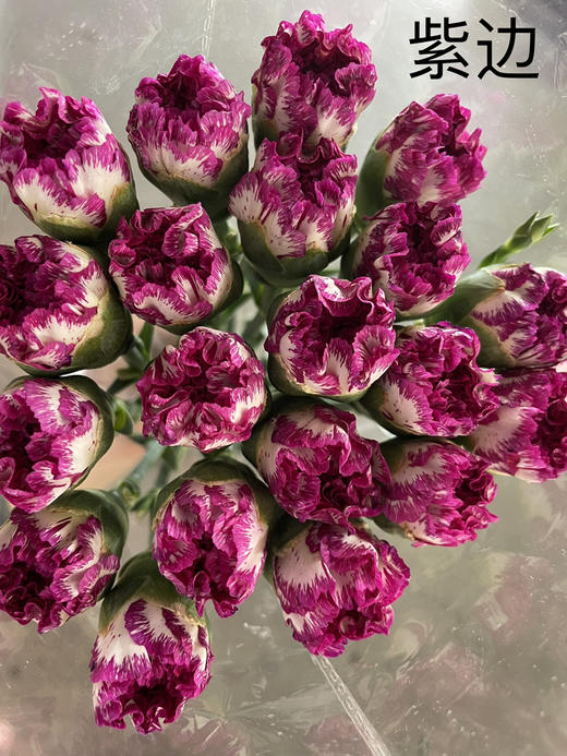 【国产康乃馨】紫边康  18-20支/扎 商品图4