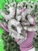 21-25免浆青虾仁500克 商品缩略图4