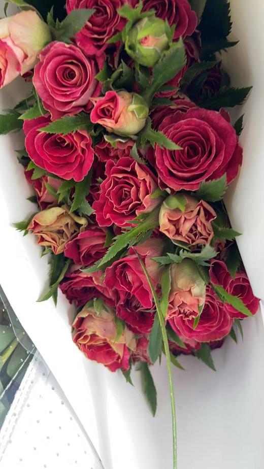 多头玫瑰紫罗兰特价a级