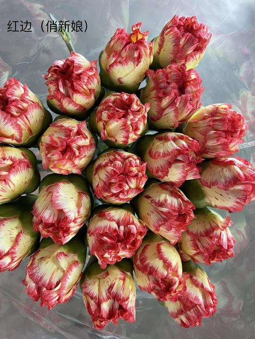 【国产康乃馨】俏新娘（黄底红边）18-20支/扎 商品图5