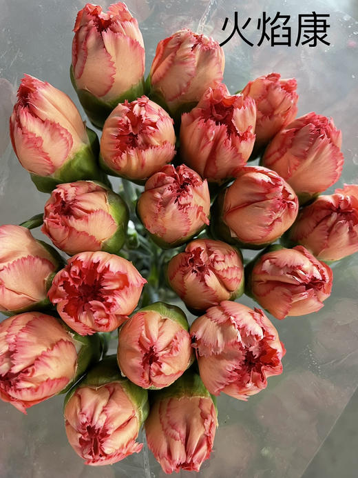 【国产康乃馨】火焰康  18-20支/扎 商品图4
